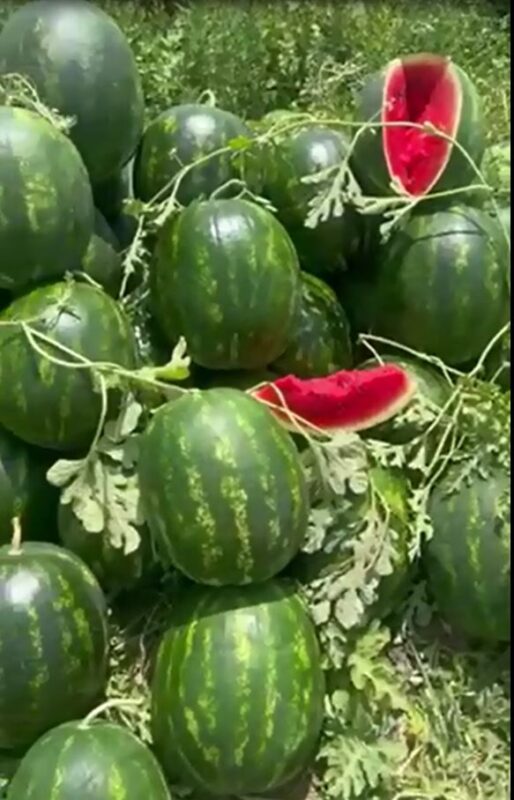 watermelon